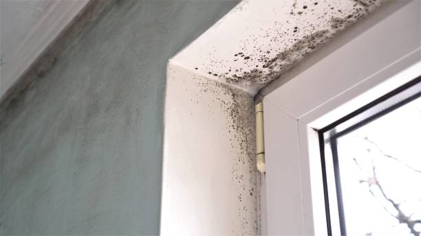 Mold Testing and Removal in Lexington, MI