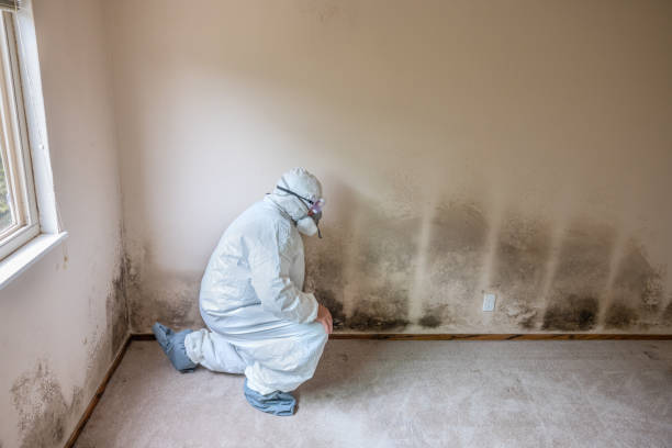 Trusted Lexington, MI Mold Removal Experts